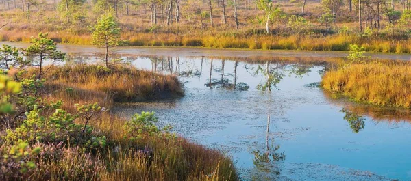 Lago Cristalino Pântano Nascer Sol Pinhais Plantas Flores Urze Céu — Fotografia de Stock