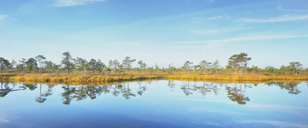 Gün Doğumunda Kristal Berrak Göl Bataklık Çam Ağaçları Bitkiler Kenevir — Stok fotoğraf
