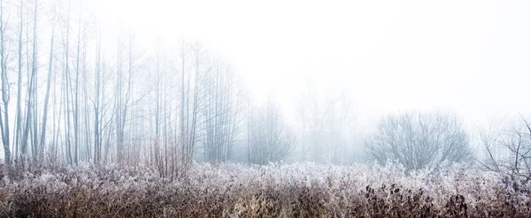 在白雾中穿过常绿的森林 参天大树苔藓蕨类植物风景如画的全景 纯自然 环境保护 — 图库照片