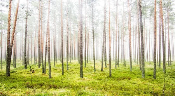 Путь Через Вечнозеленый Лес Белом Тумане Могучие Сосны Мох Папоротник — стоковое фото