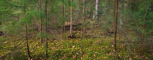 Pathway Door Heuvels Van Majestueus Altijd Groen Bos Machtige Dennen — Stockfoto