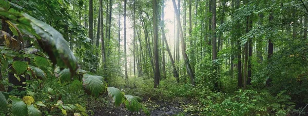 Panoramic View Mysterious Swampy Forest Mighty Trees Plants Moss Fern — 图库照片