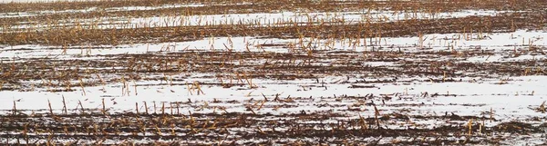 Panoramic View Green Plowed Agricultural Field Tractor Tracks Close Poland — Stockfoto