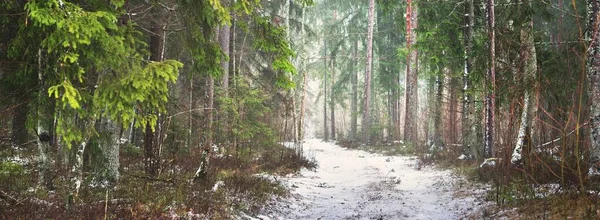 Παγωμένος Αγροτικός Δρόμος Μέσα Από Μυστηριώδη Μικτά Κωνοφόρα Δάση Αειθαλές — Φωτογραφία Αρχείου
