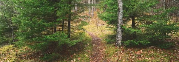 Pfad Durch Die Hügel Des Majestätischen Immergrünen Waldes Mächtige Kiefern — Stockfoto
