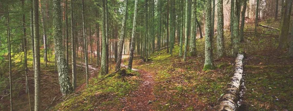 Camino Través Del Misterioso Bosque Siempreverde Pino Abeto Abetos Troncos — Foto de Stock