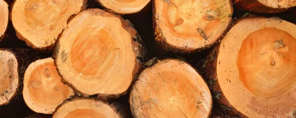 Lareira Recém Feita Floresta Close Padrão Madeira Textura Fundo Recurso — Fotografia de Stock
