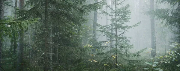 Parcours Travers Majestueuse Forêt Pins Persistants Dans Brouillard Lumière Douce — Photo
