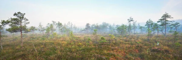 stock image Evergreen forest (bog) in a thick mysterious fog at sunrise. Latvia. Soft sunlight. Idyllic autumn landscape. Fairy, dreamy scene. Pure nature, ecotourism theme