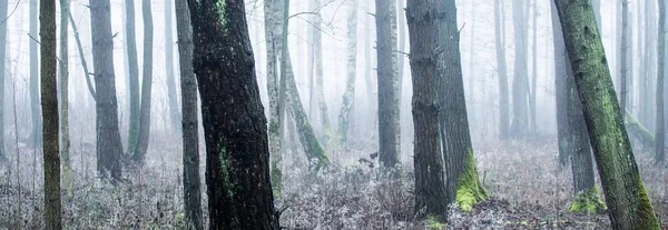 在白雾中穿过常绿的森林 参天大树苔藓蕨类植物风景如画的全景 纯自然 环境保护 — 图库照片