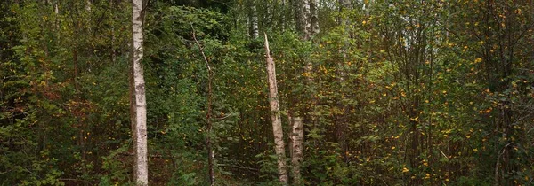Панорамный Вид Темный Березовый Лес Могучие Деревья Идиллический Осенний Пейзаж — стоковое фото