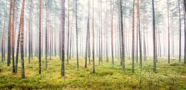 Caminho Através Floresta Perene Uma Névoa Branca Pinheiros Poderosos Musgo — Fotografia de Stock
