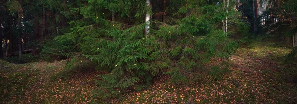 Caminho Pelas Colinas Majestosa Floresta Perene Pinheiros Poderosos Árvores Abeto — Fotografia de Stock