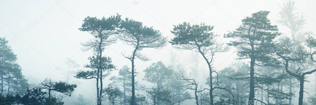 Evergreen forest (bog) in a thick mysterious fog at sunrise. Latvia. Soft sunlight. Idyllic autumn landscape. Fairy, dreamy scene. Pure nature, ecotourism theme