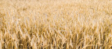 Gün batımında tarım tarlaları. Bitkiler yakın plan. Yumuşak güneş ışığı, altın saat. Kırsal alan. Doku, arka plan. Grafiksel kaynaklar. Doğa, çevre, tarım ve gıda endüstrisi