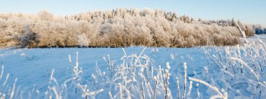 Kar fırtınasından sonra orman parkı. Ağaç donundaki ağaçlar. Kış Harikalar Diyarı. Mevsimler, ekoloji, çevre koruma, doğa, Noel. Atmosferik manzara