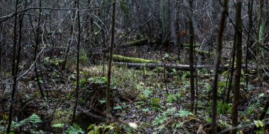 Sis içindeki görkemli orman. Güçlü ağaçlar, yosunlar, bitkiler. Karanlık atmosferik sonbahar manzarası. Yalnızlık, sessizlik, gizem, hayal, gotik kavramlar.