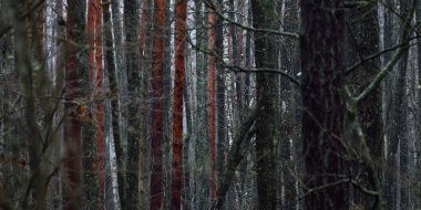 Sis içindeki görkemli orman. Güçlü ağaçlar, yosunlar, bitkiler. Karanlık atmosferik sonbahar manzarası. Yalnızlık, sessizlik, gizem, hayal, gotik kavramlar.