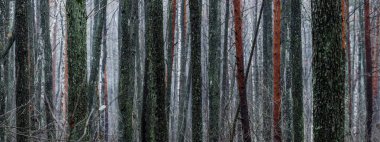 Sis içindeki görkemli orman. Güçlü ağaçlar, yosunlar, bitkiler. Karanlık atmosferik sonbahar manzarası. Yalnızlık, sessizlik, gizem, hayal, gotik kavramlar.