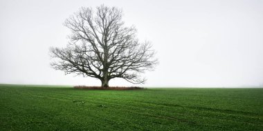 Yoğun beyaz bir sabah sisinde tarla sürmüş bir tarlada kudretli meşe ağacı. Atmosferik manzara. Idyllic kırsal kesim. Sonbahar. Doğa, çevre, iklim değişikliği, mevsimler. Panoramik görünüm