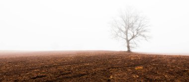 Yoğun beyaz bir sabah sisinde tarla sürmüş bir tarlada kudretli meşe ağacı. Toprak dokusu. Atmosferik manzara. Idyllic kırsal kesim. Sonbahar. Doğa, çevre, iklim değişikliği. Panoramik görünüm