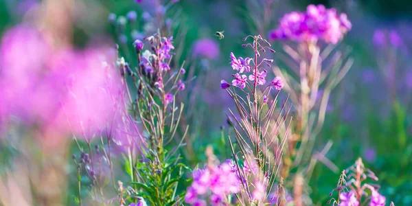 Blooming Pink Wildflowers Chamaenerion Angustifolium Green Country Field Close Natural — Stock Photo, Image