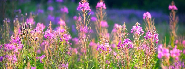 Fleurs Sauvages Roses Fleurs Chamaenerion Angustifolium Sur Champ Verdoyant Gros — Photo