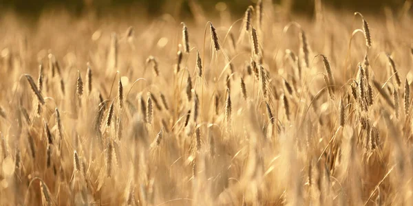 Campi Agricoli Campagna Tramonto Piante Primo Piano Luce Del Sole — Foto Stock