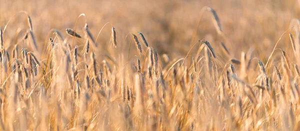 Landwirtschaftliche Feldfrüchte Bei Sonnenuntergang Pflanzen Aus Nächster Nähe Sanftes Sonnenlicht — Stockfoto
