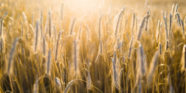 Landwirtschaftliche Feldfrüchte Bei Sonnenuntergang Pflanzen Aus Nächster Nähe Sanftes Sonnenlicht — Stockfoto