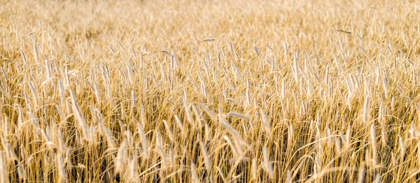 Country Agricultural Crop Field Sunset Plants Close Soft Sunlight Golden — Stock Photo, Image