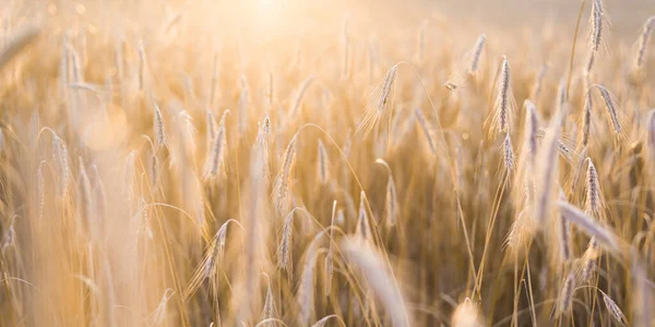 Land Landbouwgewas Veld Bij Zonsondergang Planten Van Dichtbij Zacht Zonlicht — Stockfoto