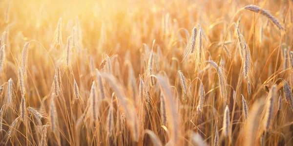 Landwirtschaftliche Feldfrüchte Bei Sonnenuntergang Pflanzen Aus Nächster Nähe Sanftes Sonnenlicht — Stockfoto