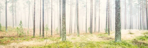 Caminho Através Floresta Perene Uma Névoa Branca Pinheiros Poderosos Musgo — Fotografia de Stock