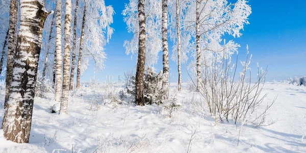 Parco Forestale Dopo Una Bufera Neve Alberi Una Brina Paese — Foto Stock