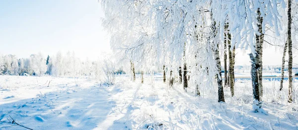 暴风雪过后的森林公园 白霜中的树 冬天的仙境季节 环境保护 圣诞节 大气景观 — 图库照片