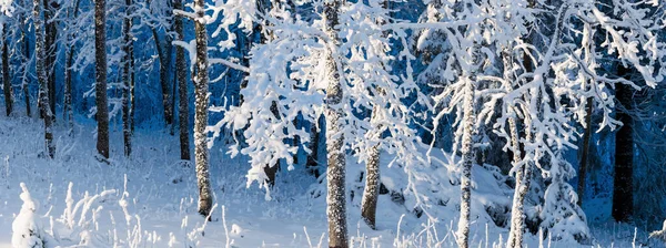 눈보라가 지나간 서리가 내리는 나무들 겨울의 생태학 크리스마스 대기권의 — 스톡 사진