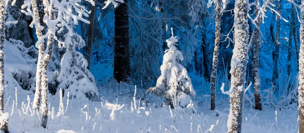 Лесной Парк После Метели Деревья Инее Зимняя Страна Чудес Моря — стоковое фото