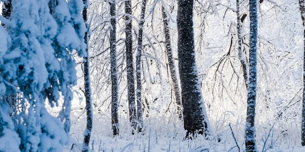 Bos Park Een Sneeuwstorm Bomen Een Vorst Winter Wonderland Seizoenen — Stockfoto