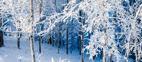 吹雪の後の森林公園 霜の中の木 冬の不思議の国 生態系 環境保全 クリスマス 大気の風景 — ストック写真