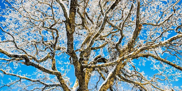 吹雪の後の森林公園 霜で覆われた強大なオークの木 冬の不思議の国 生態系 環境保全 クリスマス 大気の風景 — ストック写真