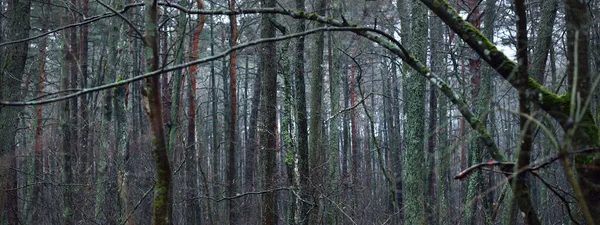Foresta Maestosa Nella Nebbia Alberi Potenti Muschio Piante Scuro Paesaggio — Foto Stock