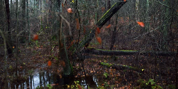 Majestátní Les Mlze Mocné Stromy Mech Rostliny Temná Atmosféra Podzimní — Stock fotografie