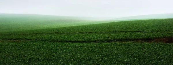 Lonely Trees Plowed Agricultural Field Thick White Morning Fog Atmospheric — Stock Photo, Image