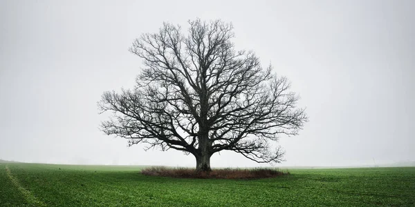 Mighty Oak Tree Plowed Agricultural Field Thick White Morning Fog — Stock Photo, Image