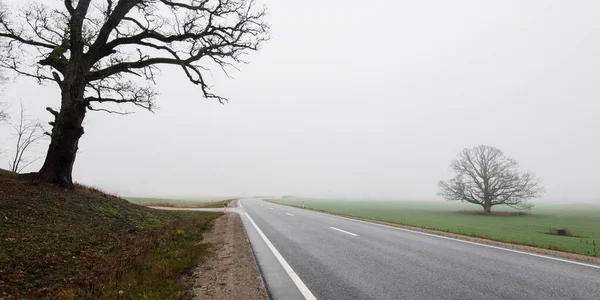 Empty Highway New Asphalt Road Field Forest Fog Rainy Day — Stock Photo, Image