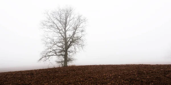 Могутнє Дубове Дерево Оранжевому Сільськогосподарському Полі Густому Білому Ранковому Тумані — стокове фото