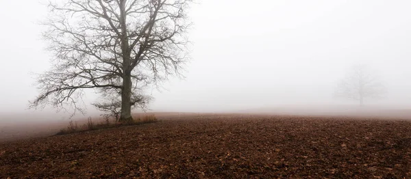 在一片白茫茫晨雾中 耕地上一棵高大的橡树 土壤质地 大气景观 田园诗般的乡村风景 Nature Environment Climate Change 全景视图 — 图库照片