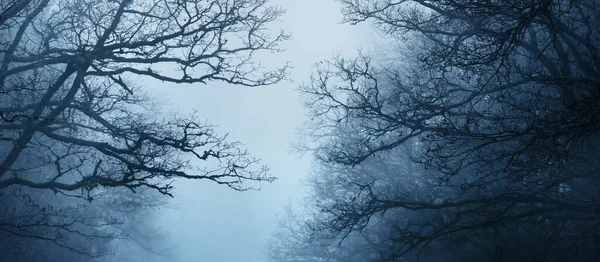 Floresta Crepúsculo Árvores Poderosas Nevoeiro Luz Misteriosa Paisagem Atmosférica Escura — Fotografia de Stock