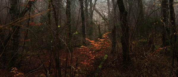 Forêt Majestueuse Dans Brouillard Puissants Hêtres Mousses Plantes Feuilles Dorées — Photo